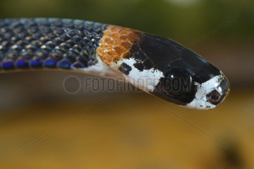 Portrait of Catesby's snail-eating snake - French Guiana