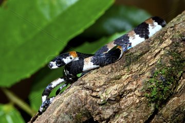 Catesby's snail-eating snake on branch - French Guiana