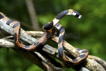 Catesby's snail-eating snake on branch - French Guiana