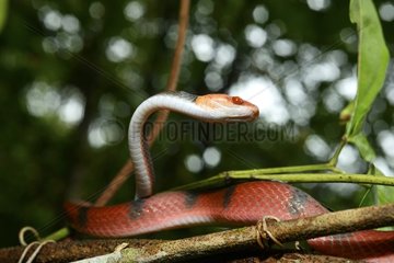 Tropical Flat Snake on branch - French Guiana