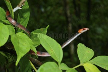 Tropical Flat Snake on branch - French Guiana