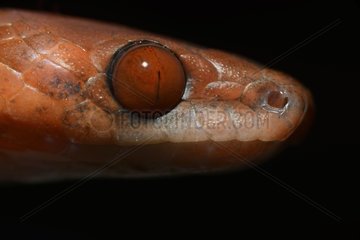 Portrait of Tropical Flat Snake - French Guiana