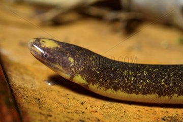 Portrait of Two-lined Caecilian - French Guiana
