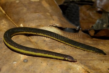 Two-lined Caecilian on dead leaf - French Guiana