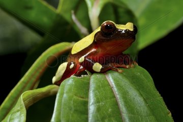 Clown treefrog on leaf - French Guiana
