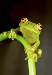 Glass Frog on stem - French Guiana