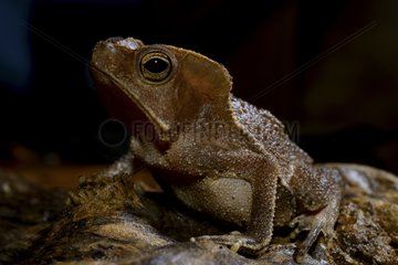 South american toad female on ground - French Guiana