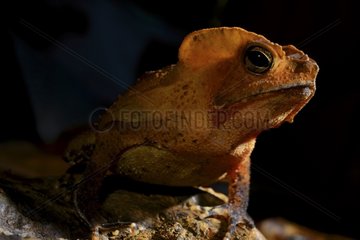 South american toad female on ground - French Guiana