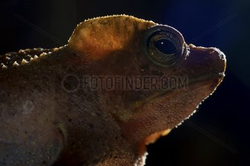 Portrait de South american toad female - French Guiana