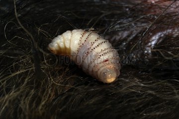 Human botfly on a dog - French Guiana