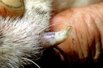 Human botfly on a dog - French Guiana