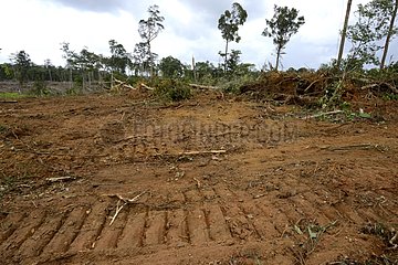 Primary forest destroyed by bull-dozer - French Guiana