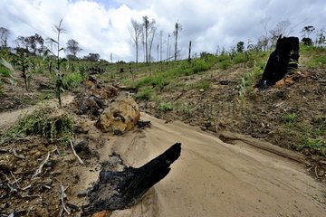 Primary forest destroyed by bull-dozer - French Guiana