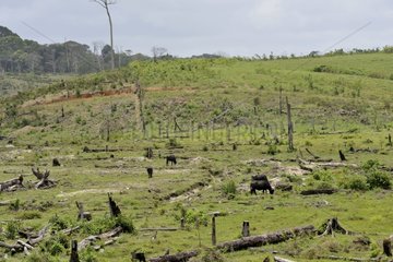 Water buffalo on destryed primary forest-French Guiana