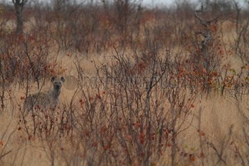 Spotted Hyena in Savannah - Kruger South Africa