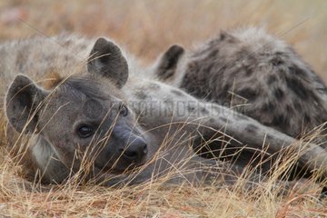 Spotted Hyena lying in Savannah - Kruger South Africa