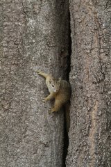 Smith's Bush Squirrel on trunk - Kruger South Africa