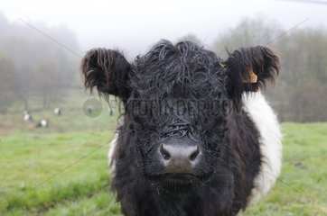 Portrait of Galloway cow - Northern Vosges RNP France