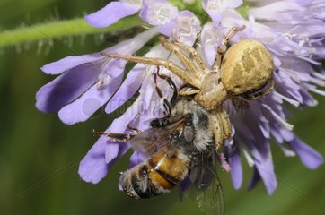 Crab Spider capturing a Bee on flower - France