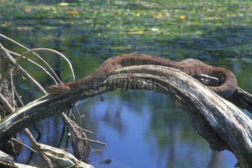 Brown Water Snake on a branch Florida USA