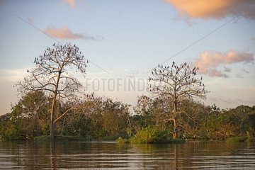 Flooded Forest - Rio Negro Amazonas Brazil