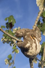 Pale-throated three-toed sloth in a tree - Amazonas Brazil