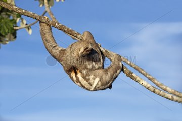 Pale-throated three-toed sloth in a tree - Amazonas Brazil