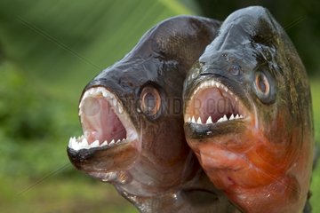Red piranha and black piranha - Rio Negro Amazonas Brazil