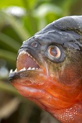 Portrait of Red piranha - Rio Negro Amazonas Brazil