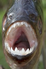 Portrait of Black piranha - Rio Negro Amazonas Brazil