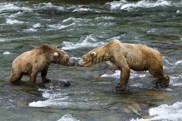 Grizzly encounter in a river in Alaska USA