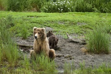 Mother and young Grizzlys Katmai NP in Alaska USA