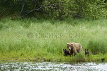 Mother and young Grizzlys Katmai NP in Alaska USA
