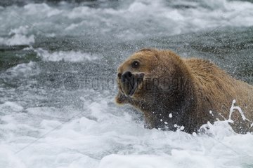 Grizzlie shaking headin the river Katmai NP USA
