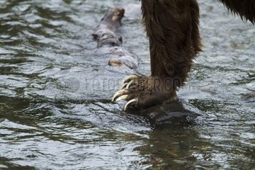 Claw of a Grizzly River in Katmai NP USA