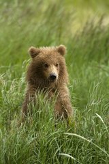 Young Grizzly in Katmai NP Alaska USA