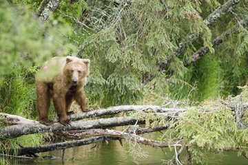 Grizzly in a forest in Katmai NP Alaska USA