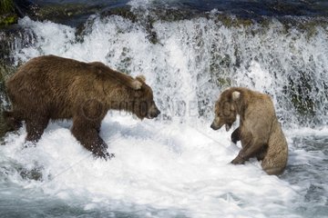 Grizzlies conflict between the PN of Katmai in Alaska USA