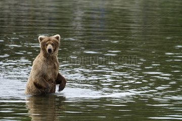 Grizzly in a river in the Katmai NP Alaska USA