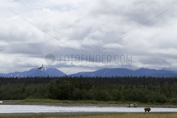 Grizzly near a river in Katmai NP Alaska USA
