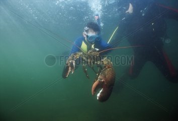Nine year old catches 15 pound Giant Lobster USA