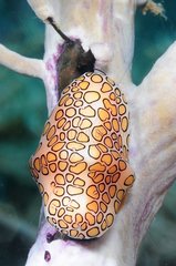 Flamingo Tongue Snail on Sea Fan Martinique