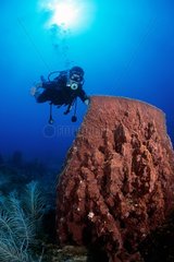Diver and giant barrel sponge Martinique