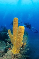 Divers andTubular yellow sponge on wreck Martinique
