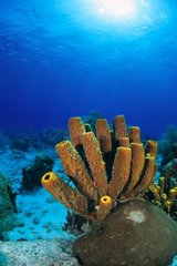 Tubular yellow sponge Cousteau Reserve Guadeloupe