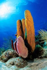 Tubular yellow sponge and Pink Vase Sponge Cousteau Reserve