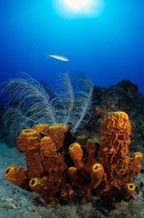 Tubular yellow sponge and Sea Fan Cousteau Reserve