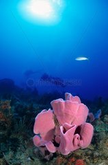 Pink Vase Sponge and divers Martinique