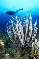 Gorgonian and diver Martinique