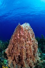Giant barrel sponge Martinique